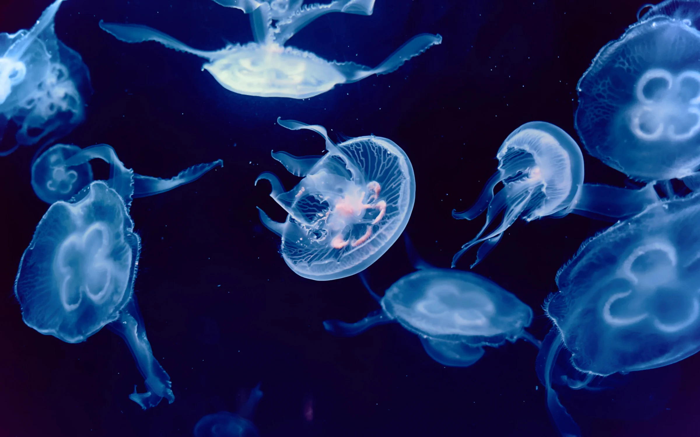 Moon jellies